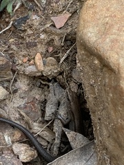 Lampropholis guichenoti