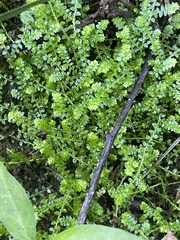 Selaginella apoda