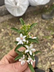 Philotheca myoporoides