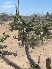 Cylindropuntia cholla