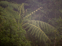 Cyatheaceae