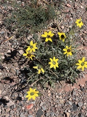 Berlandiera lyrata