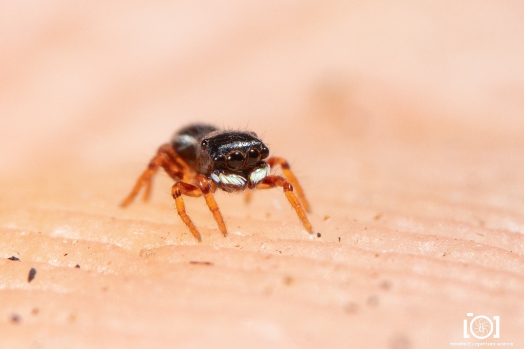 Neonella camillae