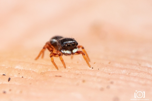 Neonella camillae