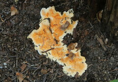Pycnoporellus alboluteus
