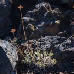 Eriogonum ovalifolium