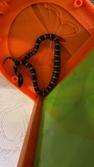 Lampropeltis triangulum