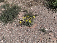 Berlandiera lyrata