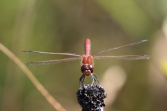 Sympetrum internum