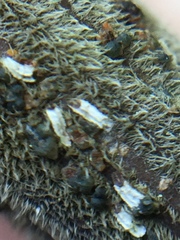 Trullifiorinia acaciae
