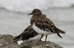 Arenaria melanocephala