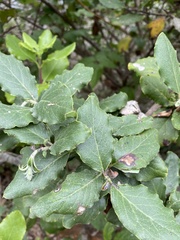 Garrya elliptica