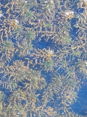 Hydrilla verticillata