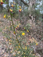 Bossiaea obcordata