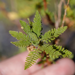 Chamaebatiaria millefolium