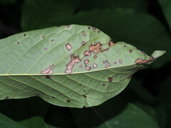 Phyllosticta asiminae