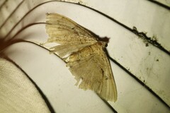 Rheumaptera meadii