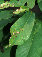 Phyllosticta asiminae