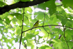 Cardellina canadensis