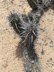 Stenocereus gummosus