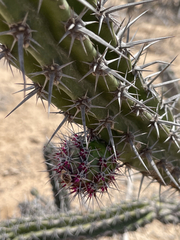 Stenocereus gummosus