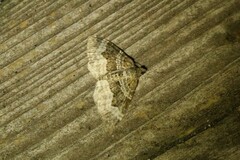 Euphyia intermediata