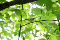 Cardellina canadensis