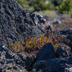 Eriogonum umbellatum