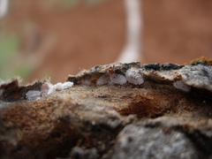 Pseudococcus