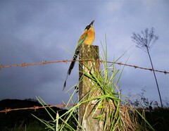 Momotus aequatorialis