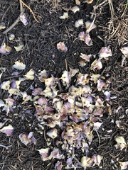Tamiasciurus fremonti