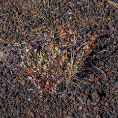 Eriogonum umbellatum