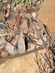 Lampropholis guichenoti