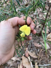 Gompholobium latifolium