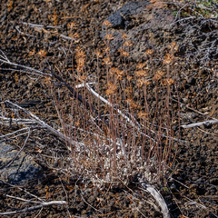 Eriogonum ovalifolium