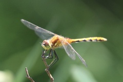 Sympetrum internum