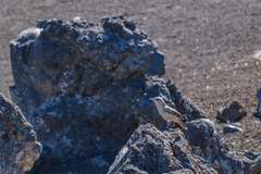 Salpinctes obsoletus