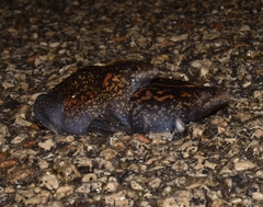 Rhinophrynus dorsalis