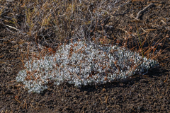 Eriogonum ovalifolium