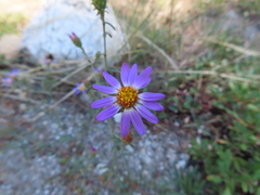 Dieteria canescens