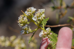 Chamaebatiaria millefolium