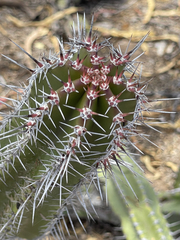 Lophocereus gatesii
