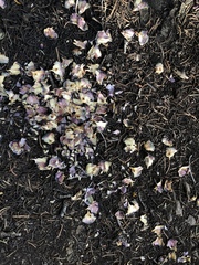 Tamiasciurus fremonti