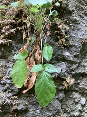 Valeriana sitchensis