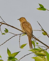 Cacomantis merulinus querulus