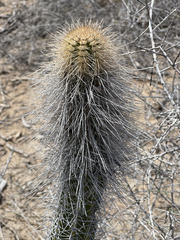 Lophocereus gatesii