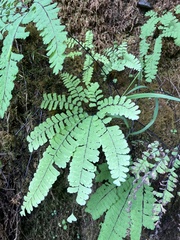 Adiantum aleuticum