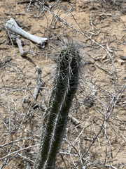Lophocereus gatesii