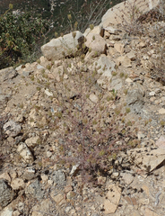 Cordylanthus rigidus setigerus