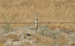 Urocitellus richardsonii